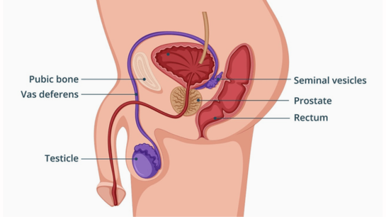 رسم توضيحي لمكان البروستاتا وكيفية علاج البروستاتا